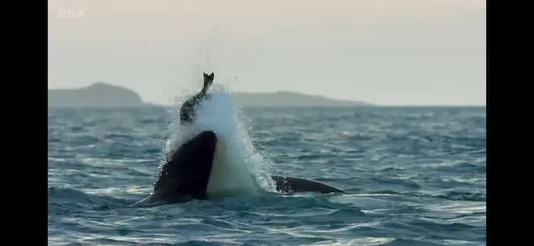 Killer whale (Orcinus orca) as shown in Wild Isles - Our Precious Isles